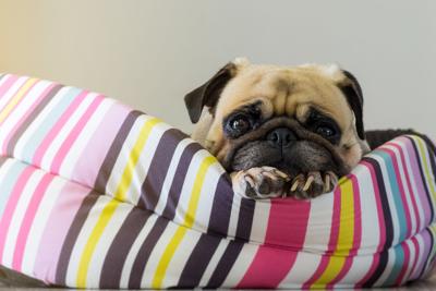 Don T Snooze On Sales Trends Petproductnews Com
