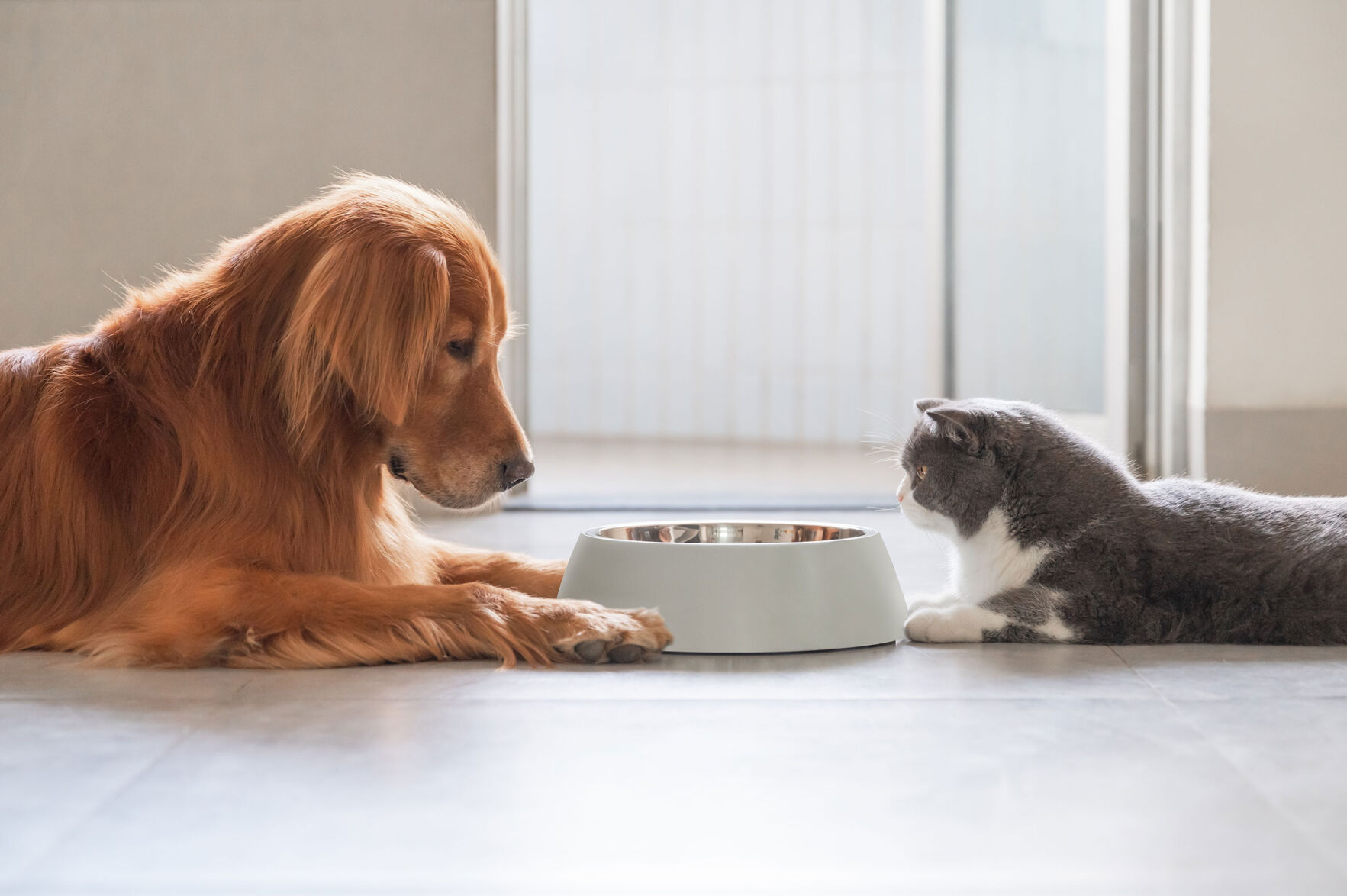 Why Pet Retailers Are Making Room for Food Toppers and Mixers