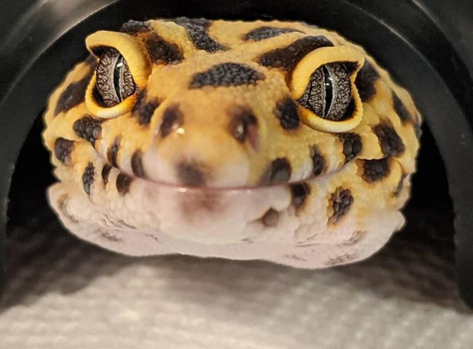leopard gecko.png