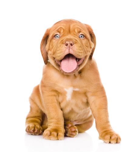 How Las Vegas Pet Sale Ban Was Reversed Archives Petproductnews Com