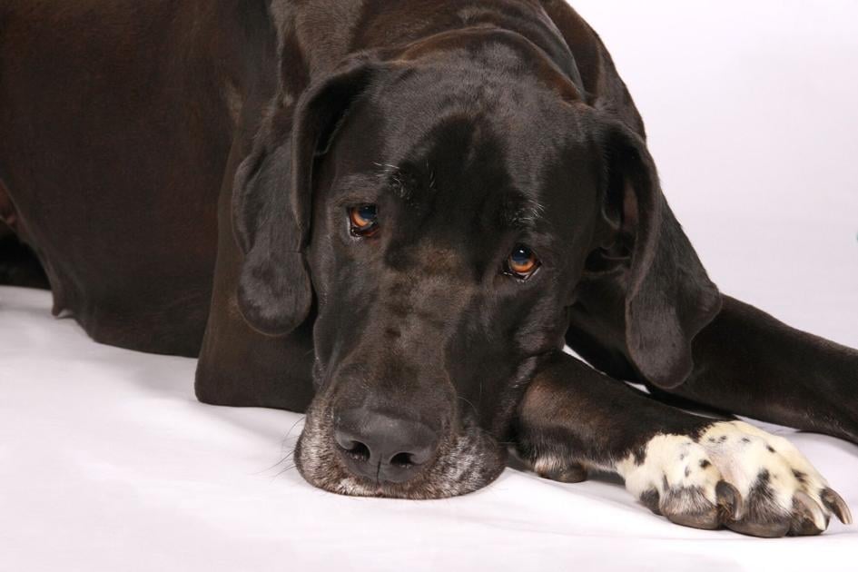 www.petproductnews.com