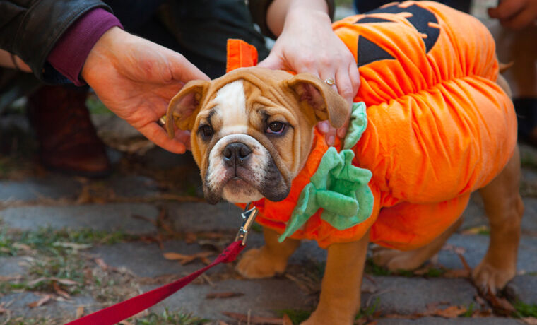 The 70 Absolute Best Pet Costumes We Have Ever Seen - Petful