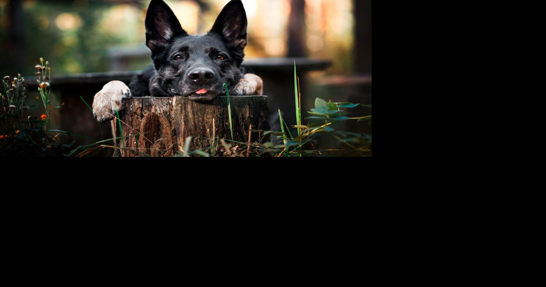 The Simple Attributes Owners Want From Premium Dogs Foods ...