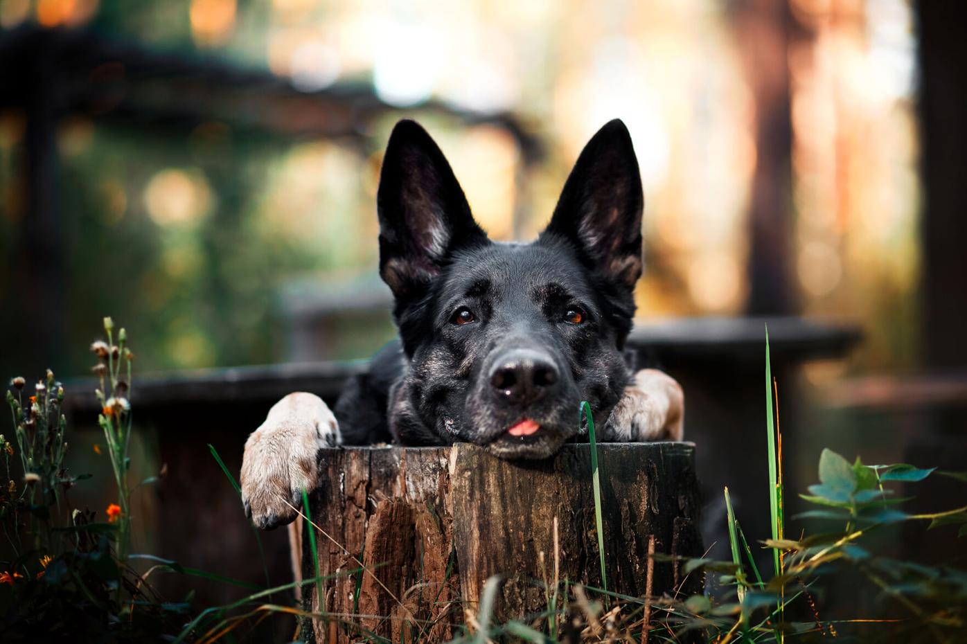 The Simple Attributes Owners Want From Premium Dogs Foods ...