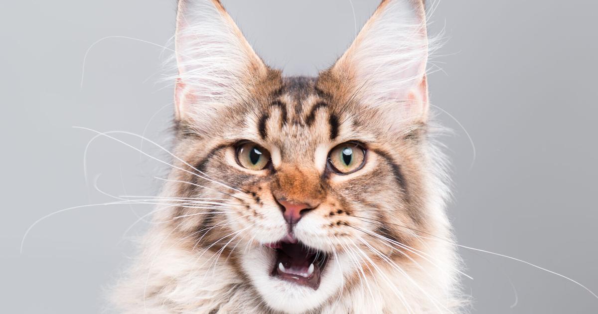 Why Retailers Rely on Variety in Natural Cat Food and Treats | Current Issue