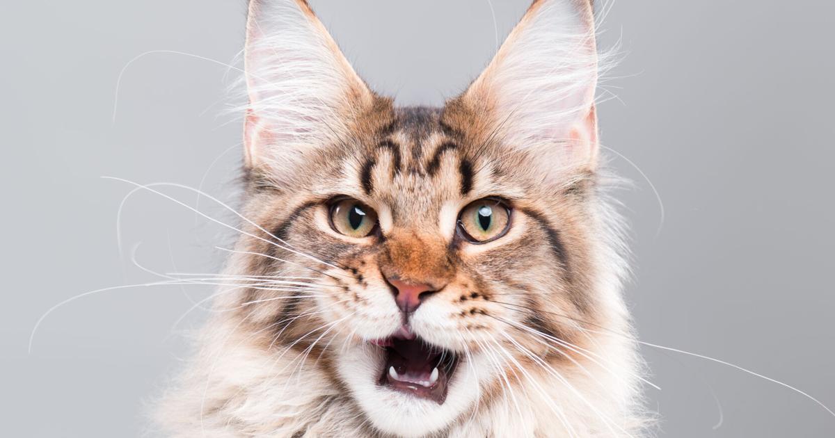 Why Retailers Rely on Variety in Natural Cat Food and Treats | Current Issue Why Retailers Rely on Variety in Natural Cat Food and Treats | Current Issue