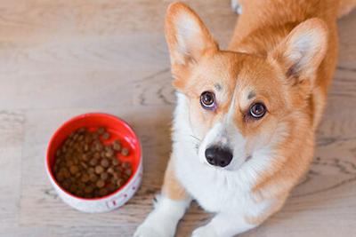 Dog Kibble Keeps Up With Demand For Better Nutrition Trends Petproductnews Com Champion petfoods is celebrating the 1 year anniversary of dogstar kitchens by sending 100 retailers to the state of the art facility in auburn kentucky gray construction wins national design build award for champion petfoods dogstar. dog kibble keeps up with demand for