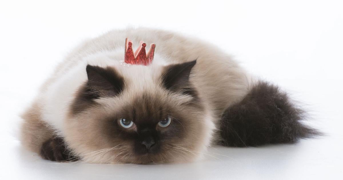 Why the Wet Cat Food Category Is a Win for Pet Retailers | Current Issue Why the Wet Cat Food Category Is a Win for Pet Retailers | Current Issue