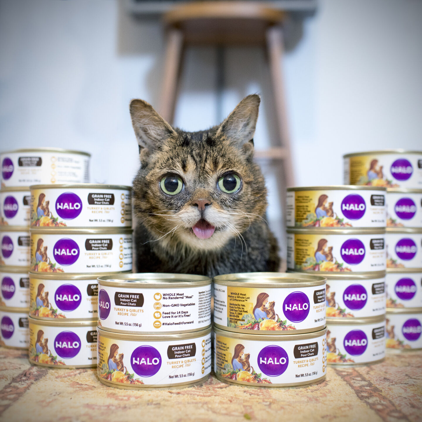 Halo Celebrates National Cat Day With Lil BUB and Holistic Cat