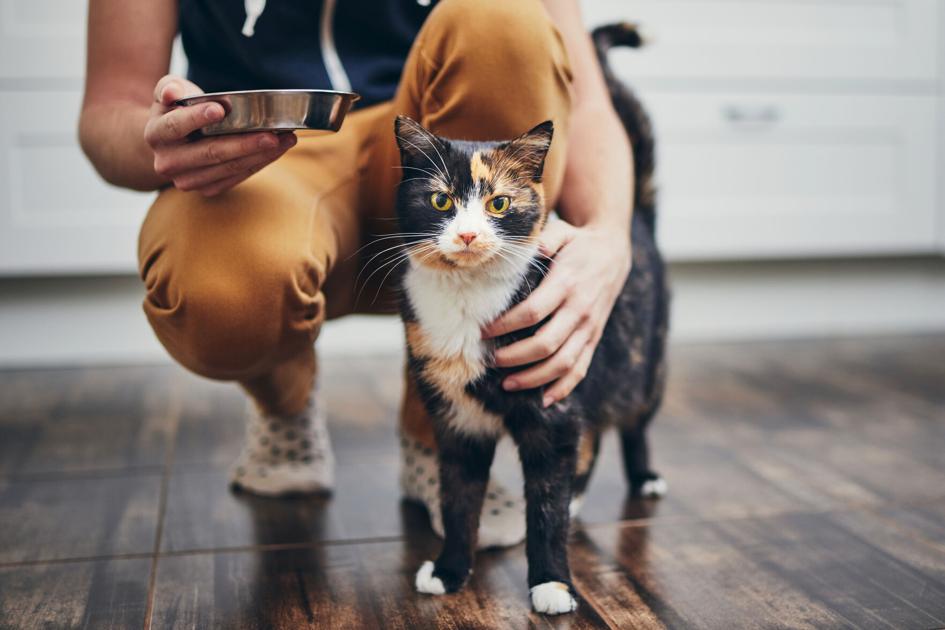 The Cat Meals Attributes That Matter Most to Pet Homeowners | Present Subject