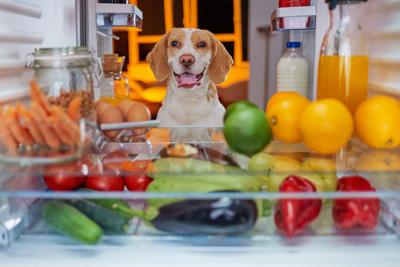 Dog,Stealing,Food,From,Fridge.