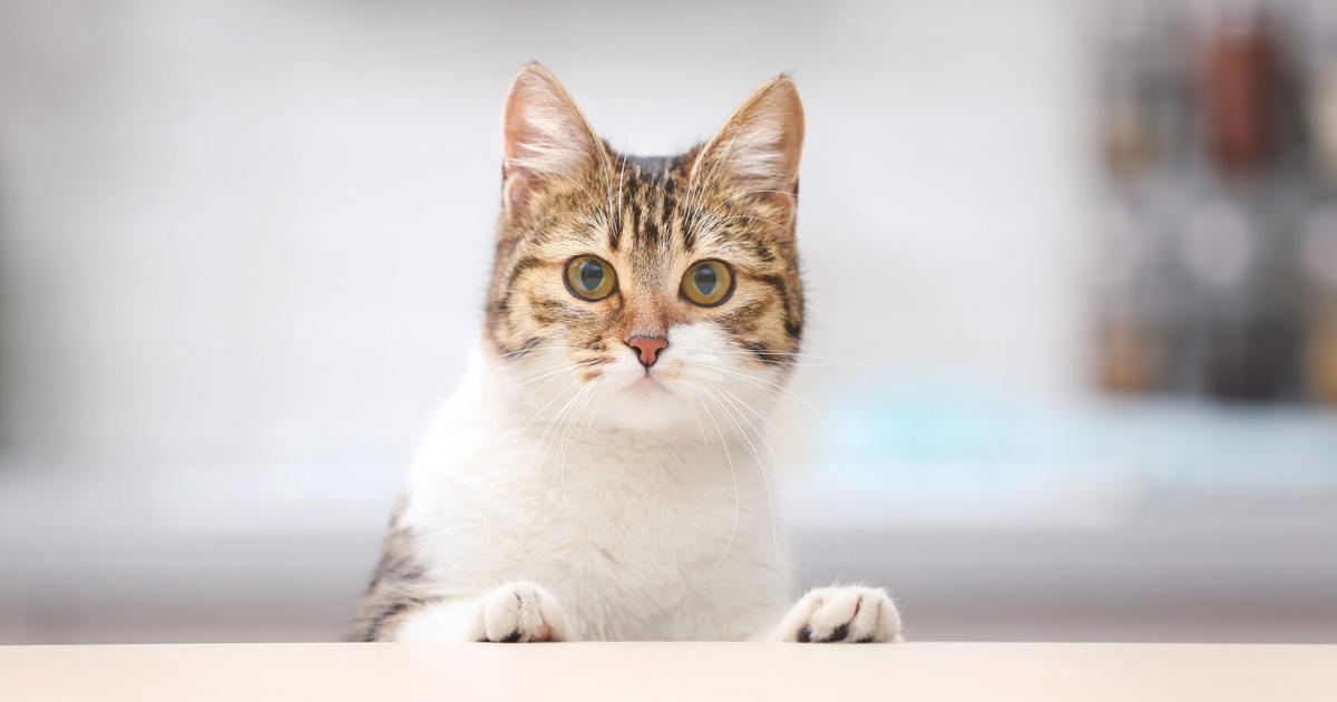 Why Retailers Need to Pay Close Attention to Cat Foods | Why Retailers Need to Pay Close Attention to Cat Foods |