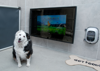 Best Friends Pet Care Extends Video Chat Services Archives
