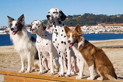 Demand For High Protein Dog Food Evolves Trends Petproductnews Com