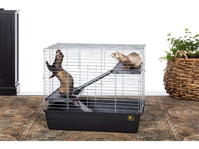 Ferret home best sale