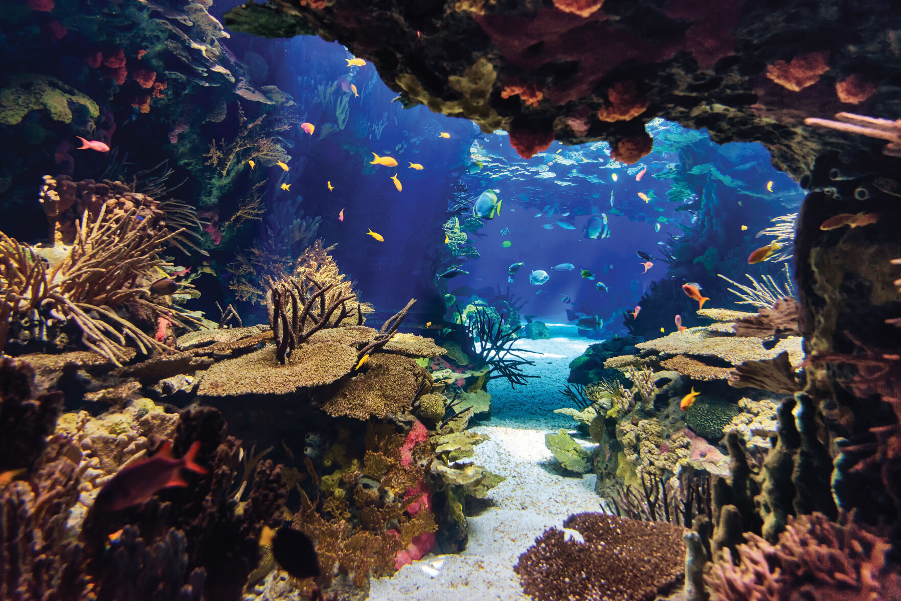 aquarium retailers