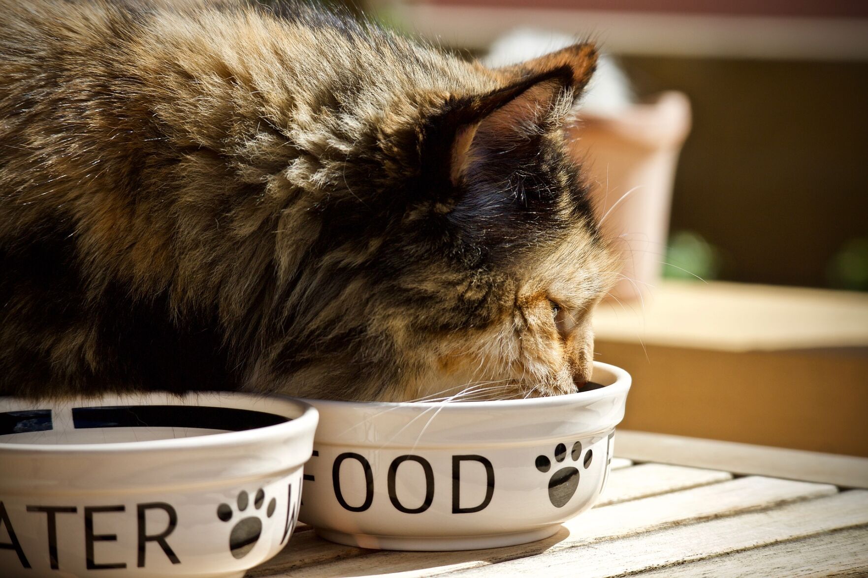 3 Pet Food Trends to Watch in 2019 News petproductnews