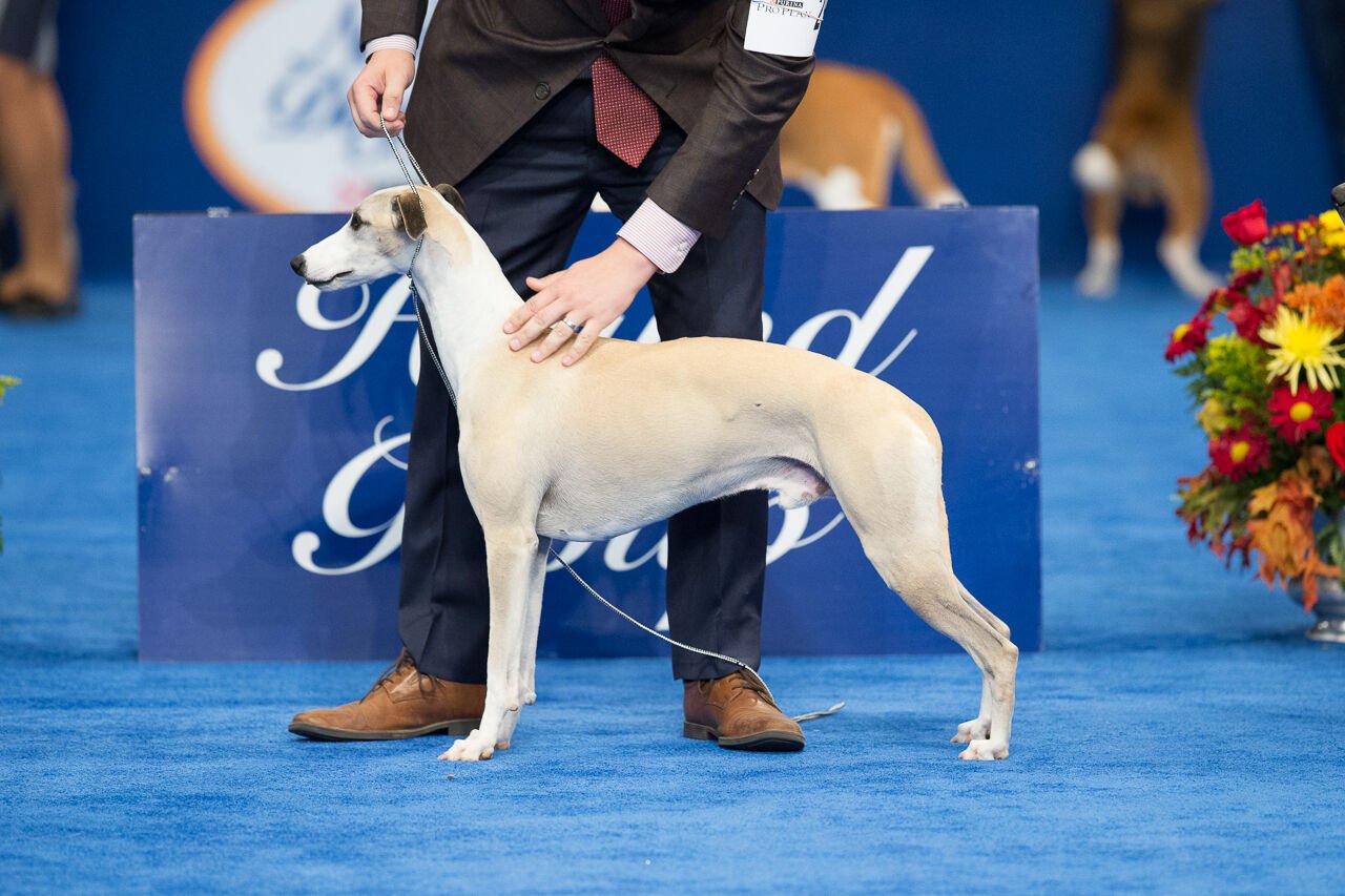 Whippet national dog store show