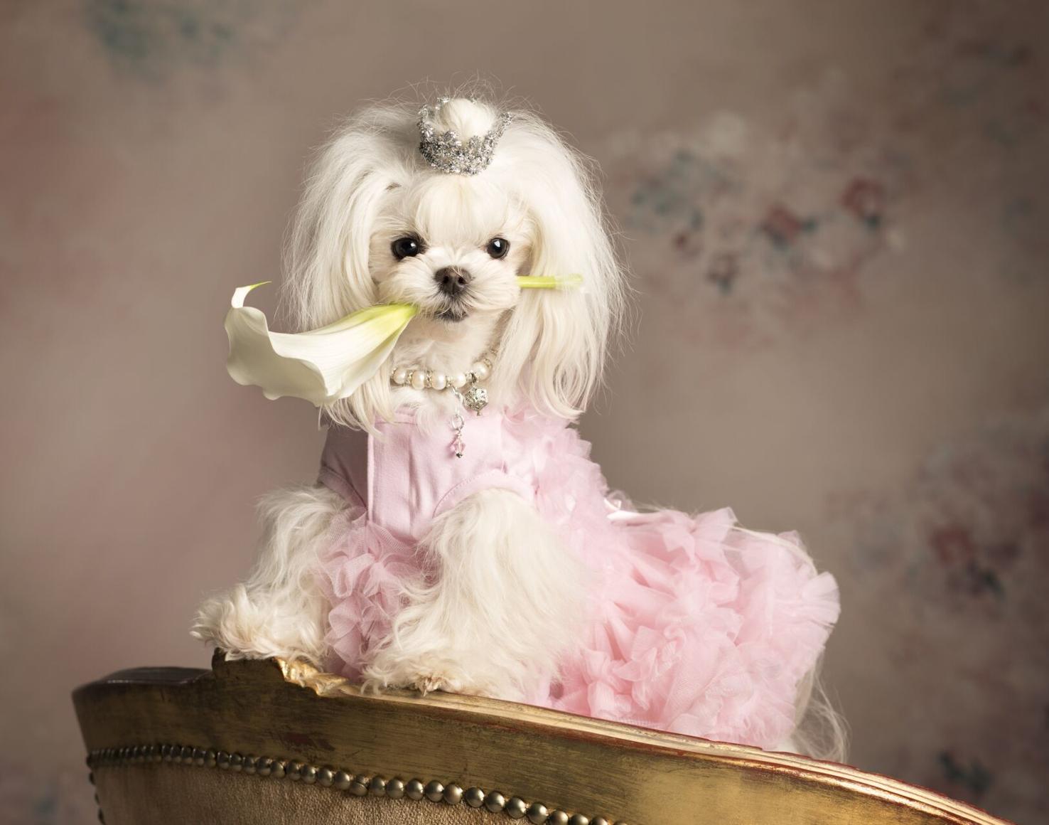 Maltese Wins 2017 America's Top Dog Model Contest Archives