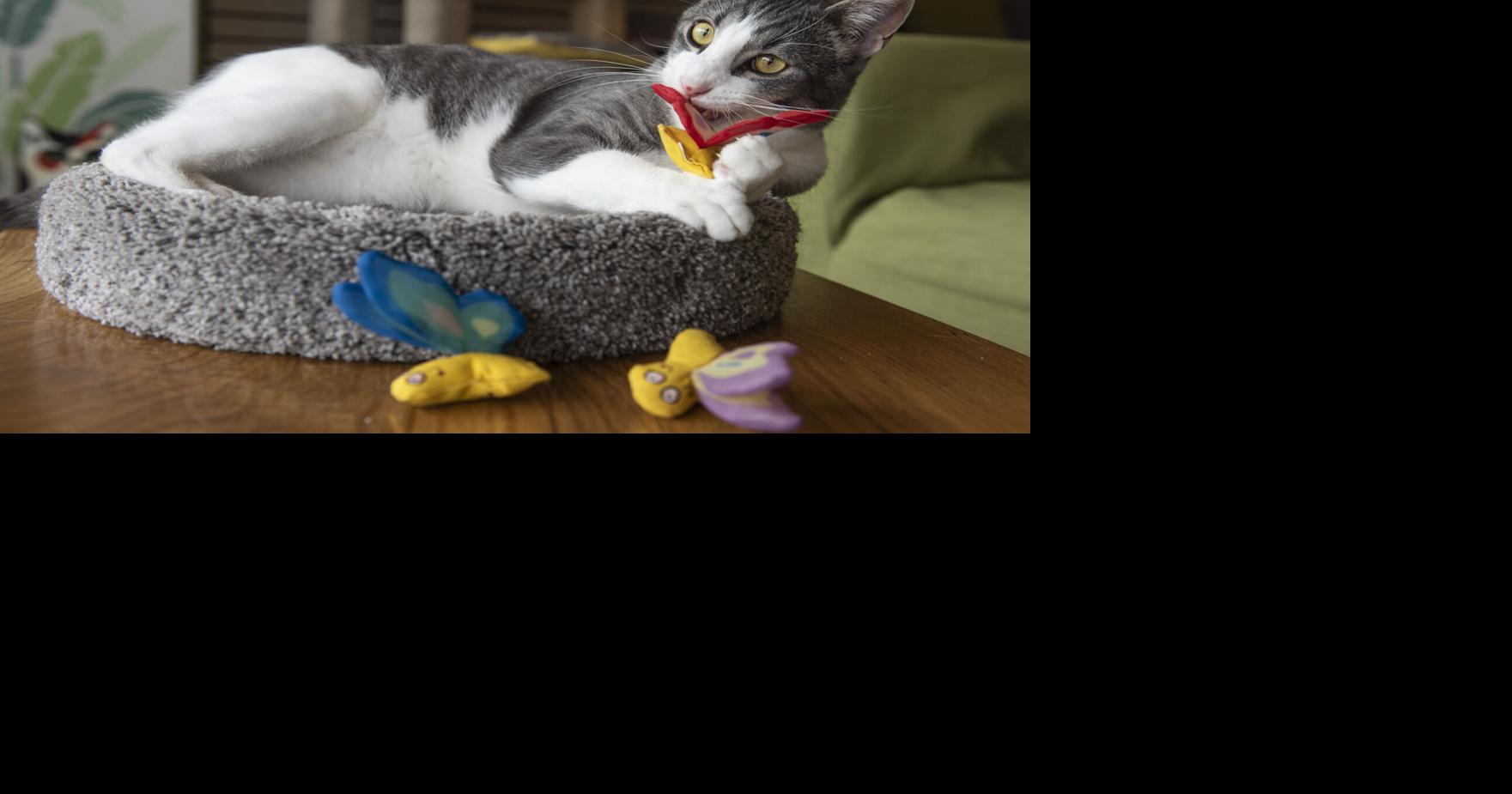 The Science Behind Why Catnip Toys Are a Must for Many Cats