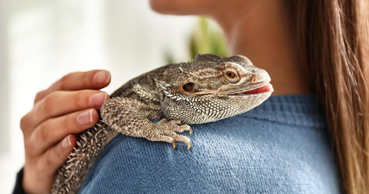 Sales of Live Feeders for Pet Reptiles and Amphibians Are a Boon for Local Pet Stores |