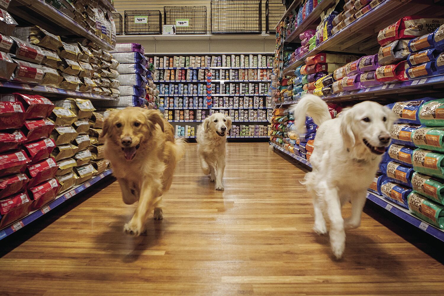 pet supply chain stores