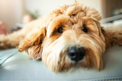 Tempurpedic top for dogs