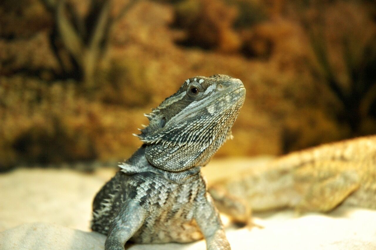 Bearded dragon lizards behind salmonella outbreak, CDC says