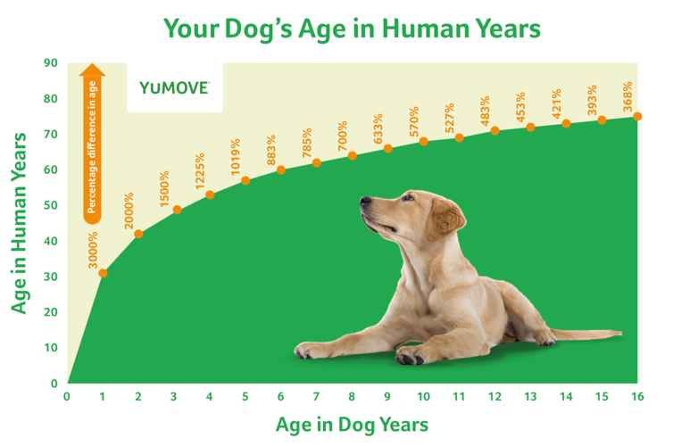 Is Your Dog Older Than You Think? Archives