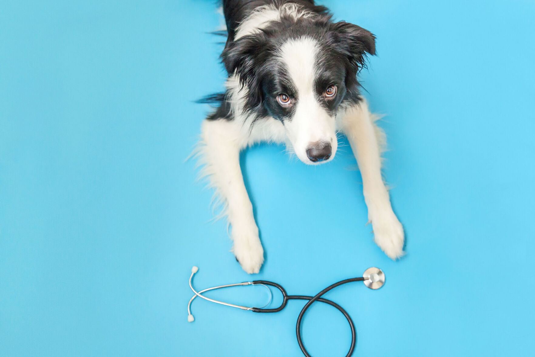 chewy vet