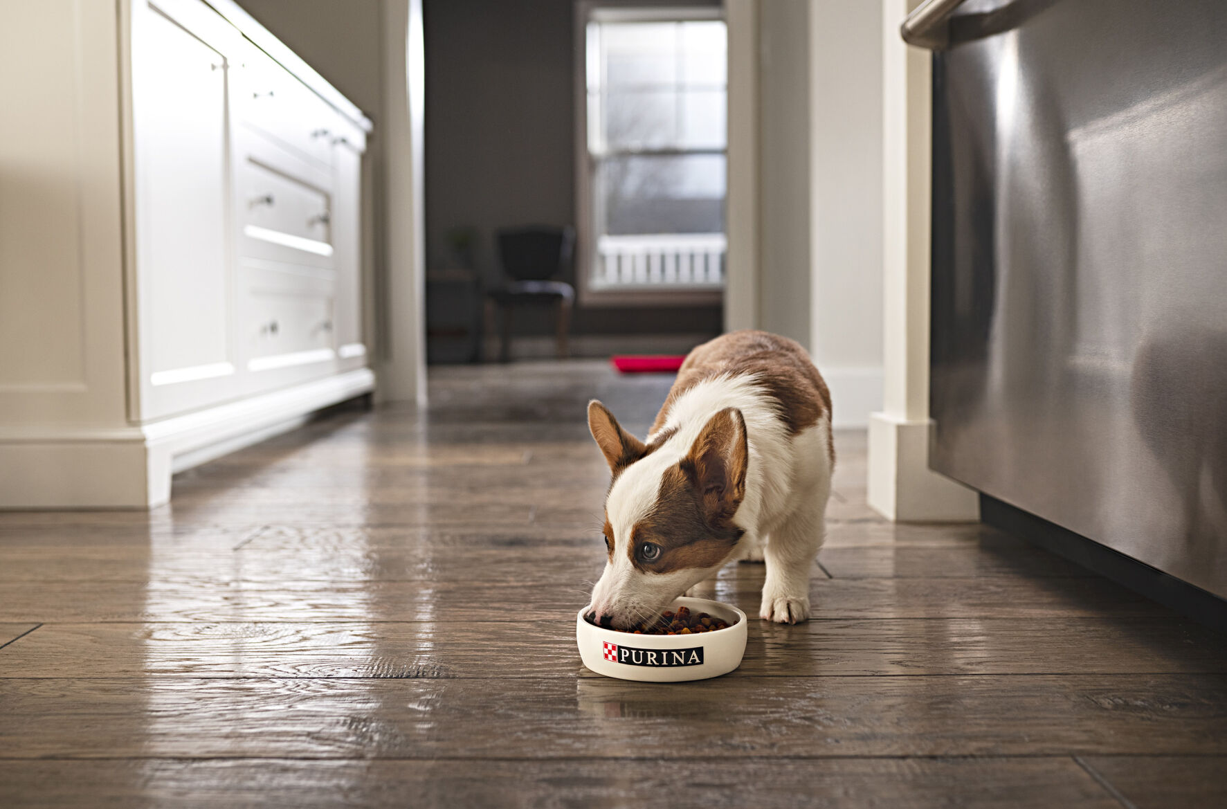 how long to feed dog puppy food