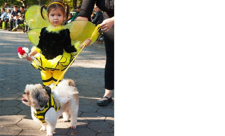Most Popular Dog Costumes for Halloween 2015 | News | petproductnews.com