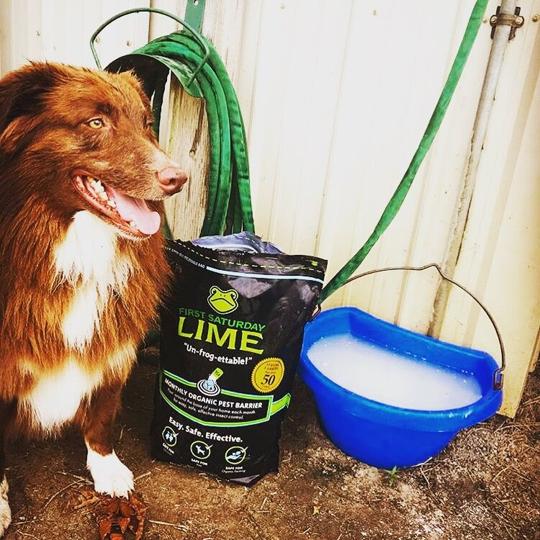 Is First Saturday Lime Safe for Dogs? Everything You Need to Know