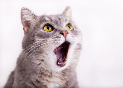The Key Reasons Why Owners Are Buying Raw Cat Food Trends Petproductnews Com