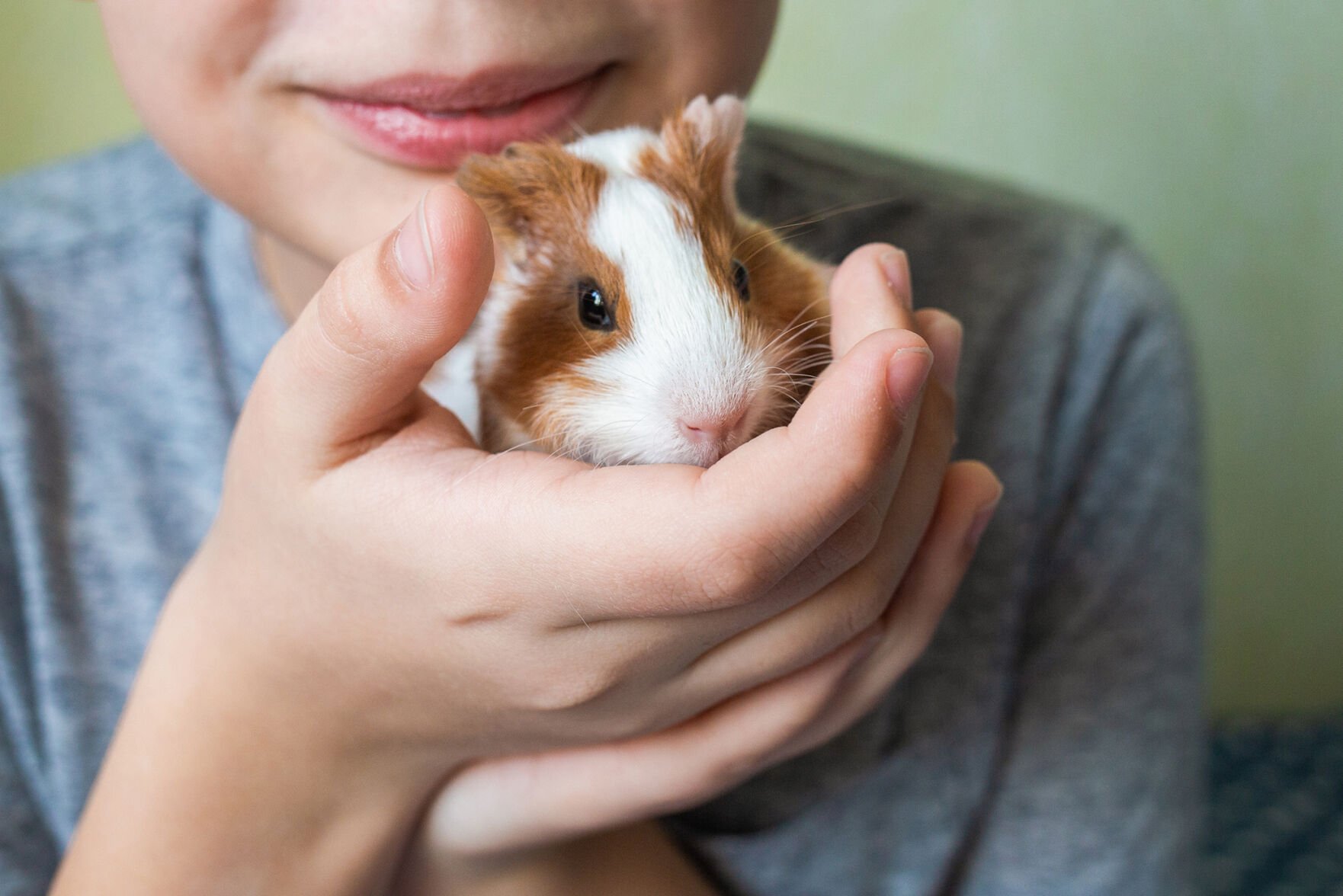 Rabbits Guinea Pigs and Hamsters Are Among the Small Animals