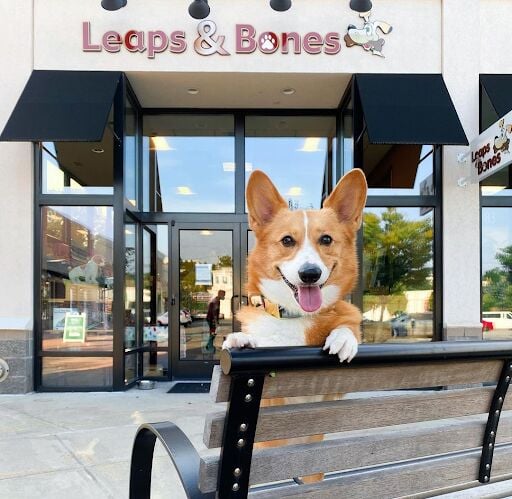 Biscuit Bone Bench