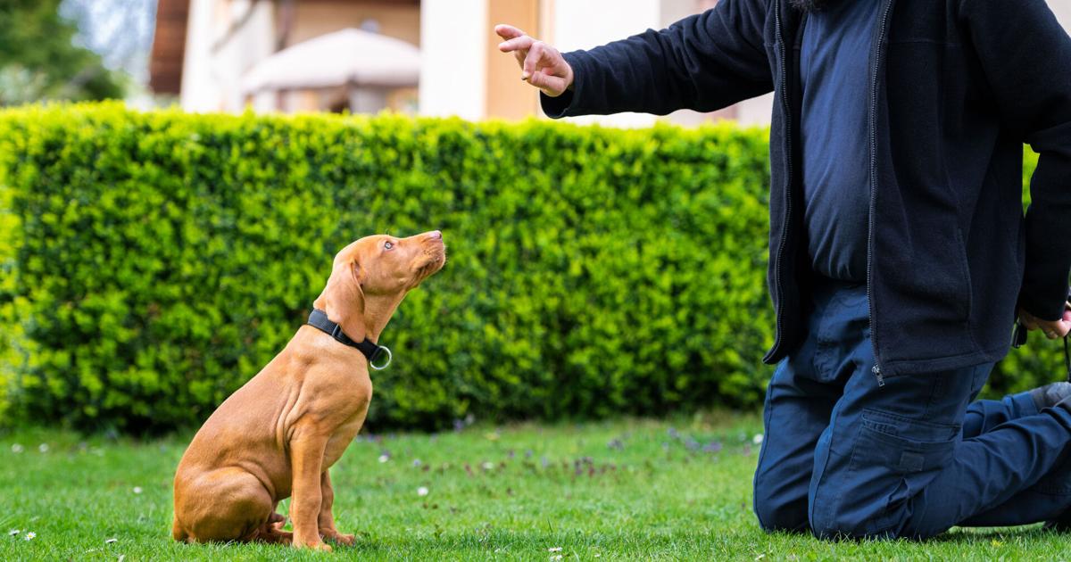 Pandemic Pets: How Retailers Are Helping with Training and Behavior Issues | Current Issue