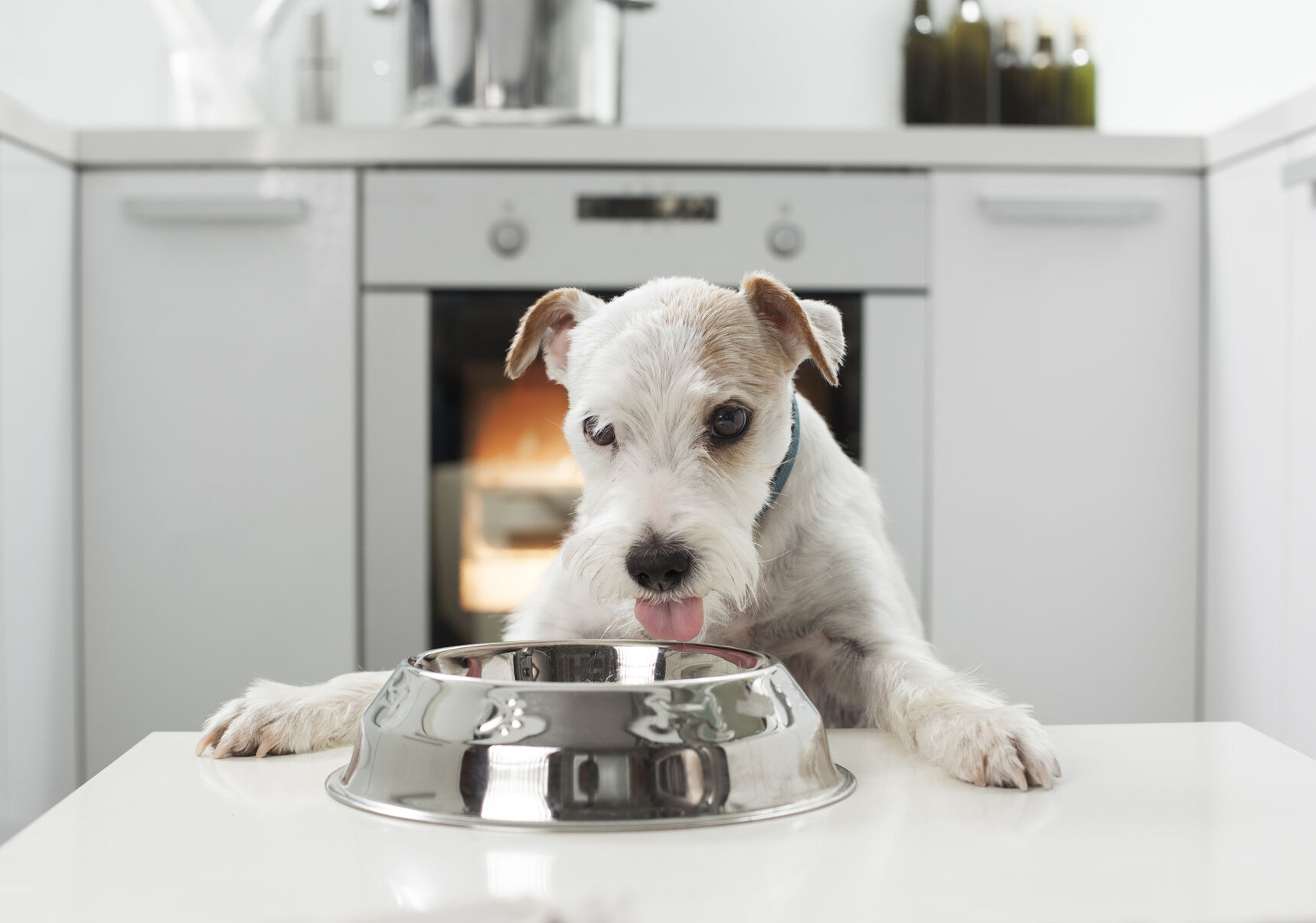 Wet Dog Food Sales Are Up Trends petproductnews