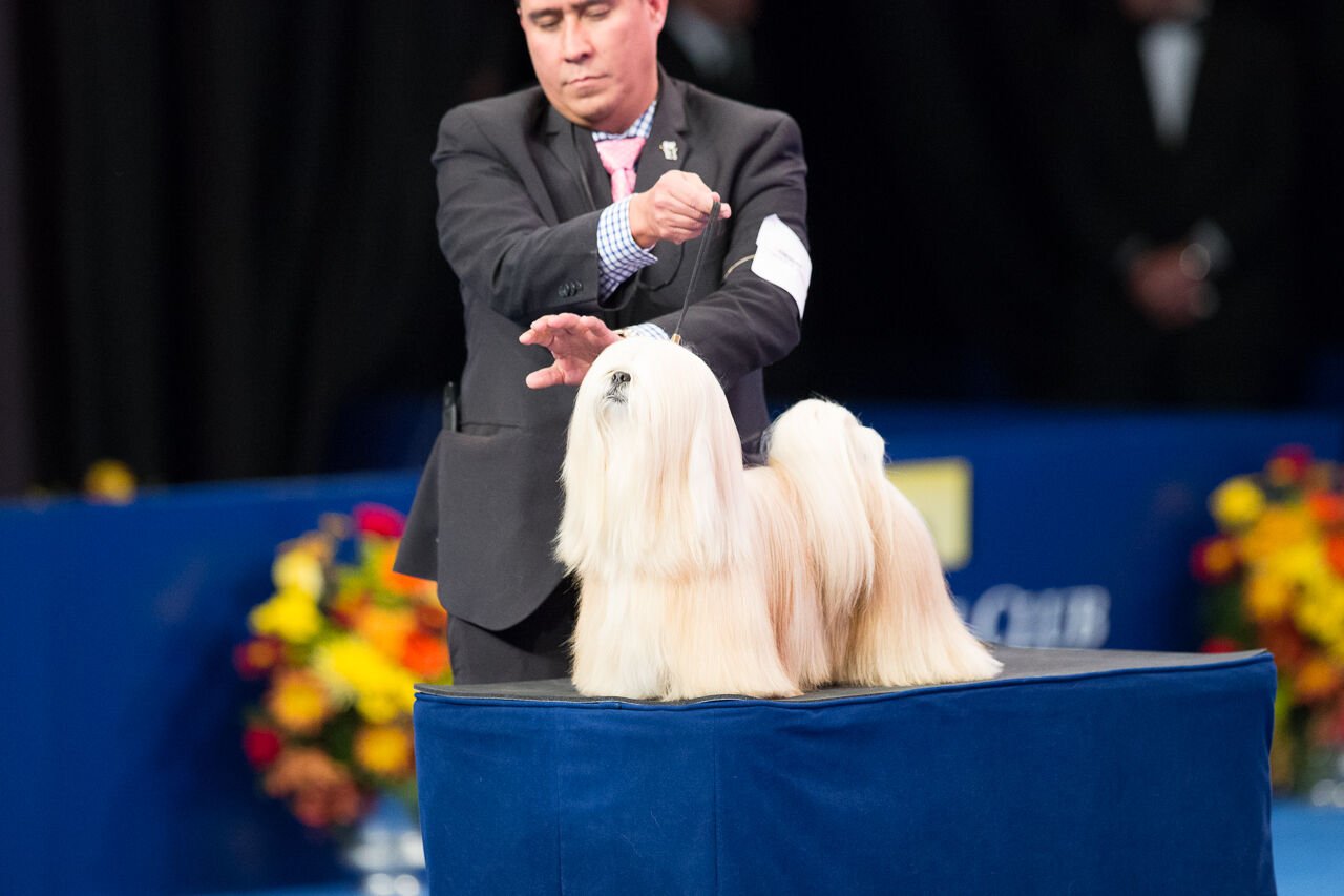 National dog show 2018 non sales sporting group