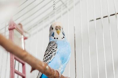 The Latest Trends in Bird Toys and Treats