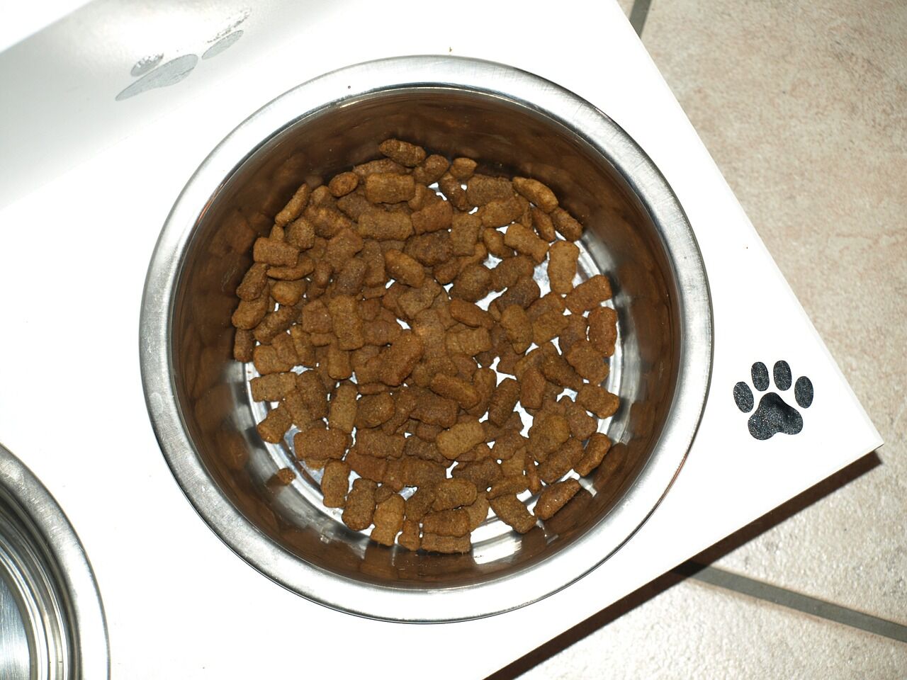 Dcm and outlet dog food brands