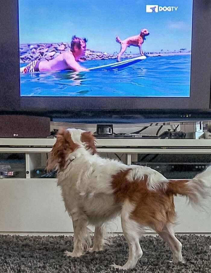 Television Channel Designed for Dogs 