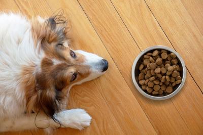 These 5 Dog Food Trends Are Proving Successful at Retail