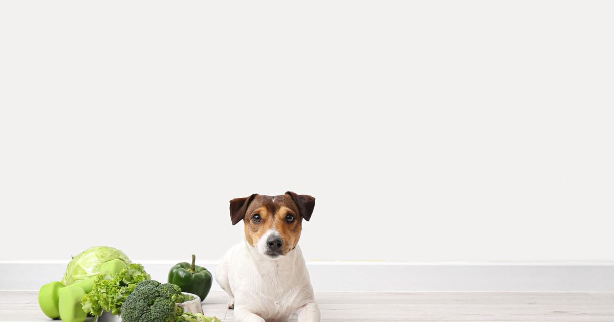 Can Insect-centered and Vegetarian Pets Foods Contend with Meat-based mostly Weight loss plans? | Information Can Insect-centered and Vegetarian Pets Foods Contend with Meat-based mostly Weight loss plans? | Information