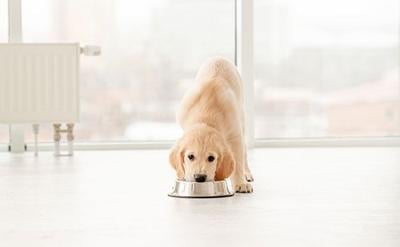 This Ingredient Trend Could Be The Next Big Thing In Natural Dog Food Trends Petproductnews Com