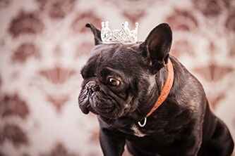 Replying to @Lylia (Xspeed K9) Prince Bruno, Heir to the Throne #DipK