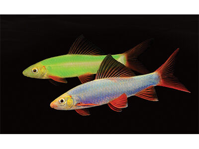 Cosmic Blue and Electric Green GloFish Sharks Products petproductnews