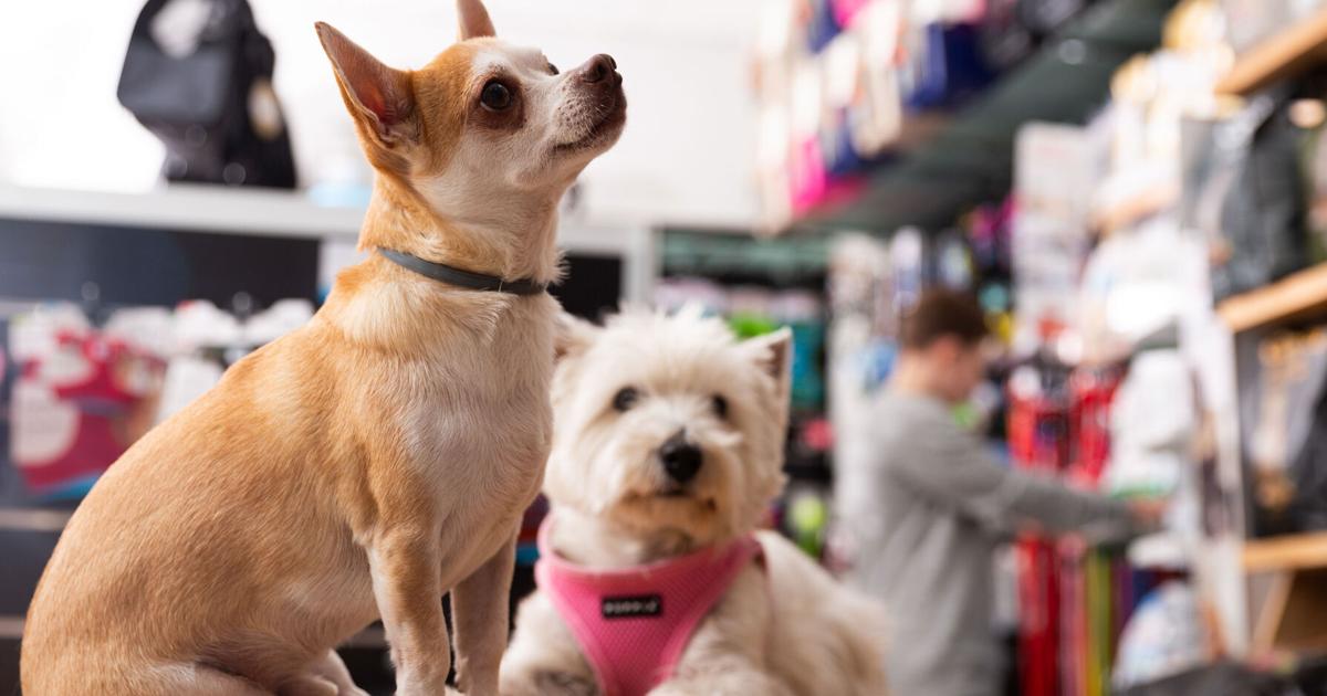 Pet Food and Supplies Sales on Track for Strong Growth in 2022 |  Blogs