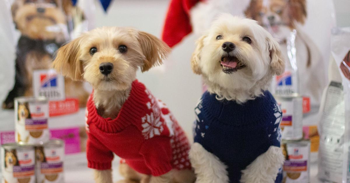 6 Tips to Get Small and Mini-Size Dogs Holiday-Ready from Hill’s Pet Nutrition and Celebrity Groomer | News