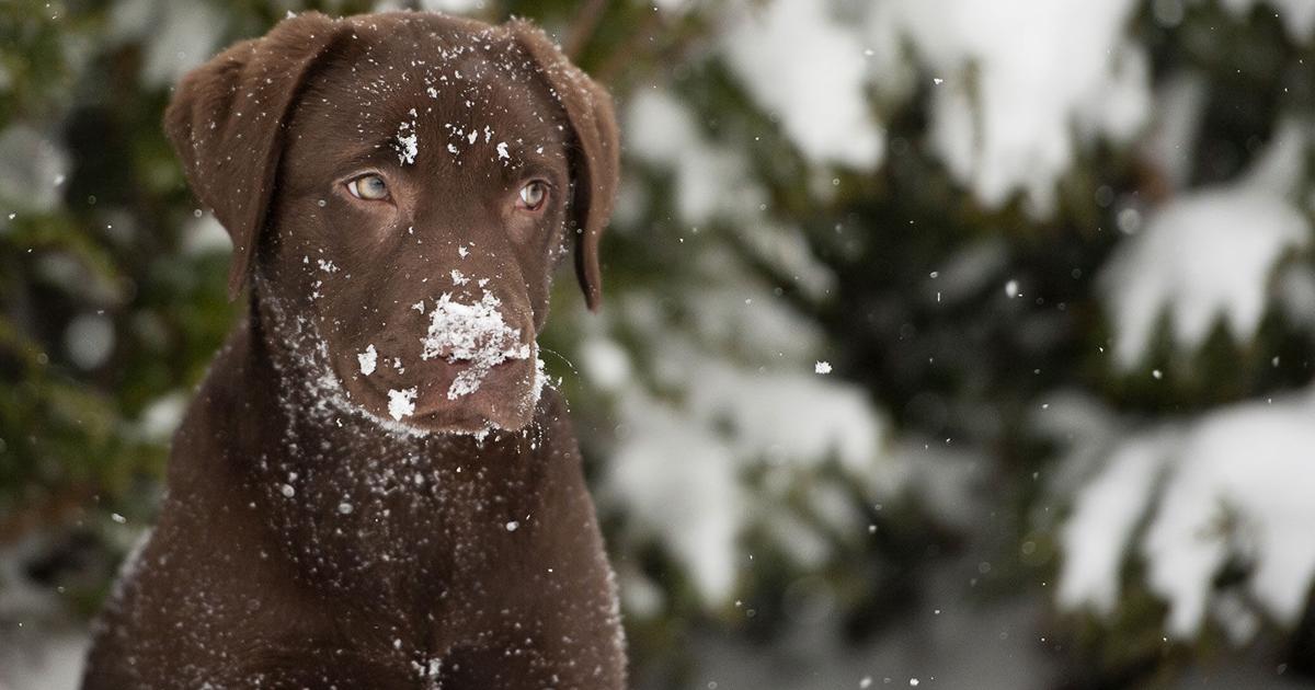 Shifting Pet Proprietor Anticipations Are Driving New Top quality Pet Foodstuff Tendencies | Current Difficulty Shifting Pet Proprietor Anticipations Are Driving New Top quality Pet Foodstuff Tendencies | Current Difficulty